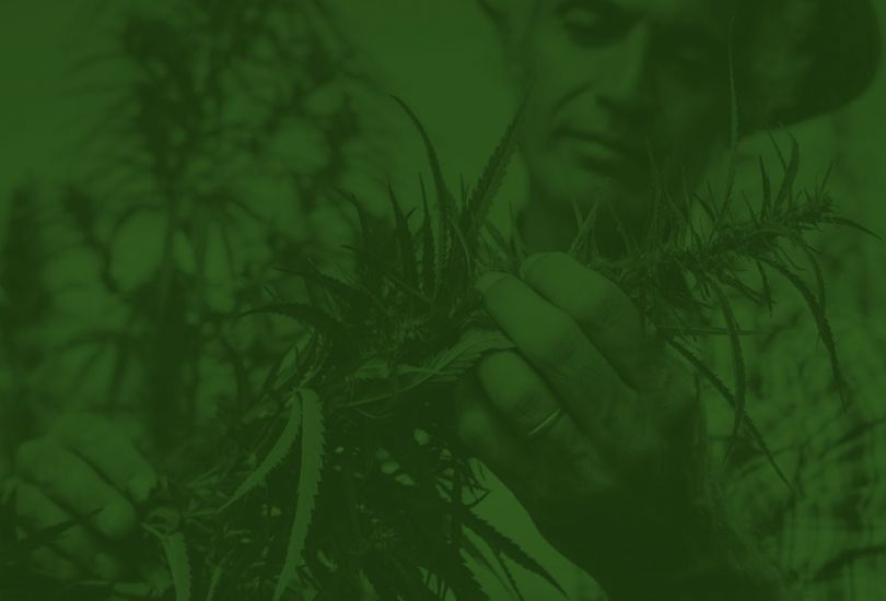 Green Star Cannabis LLC